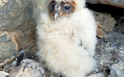 Primeiro ninho de “Coruja” identificado nos ilhéus Rombos
