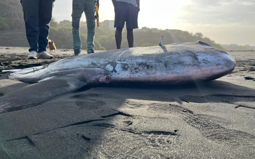 Dois encalhes na Praia de Fonte Bila – Ilha do Fogo: Baleia-piloto e Peixe-lua registados em novembro