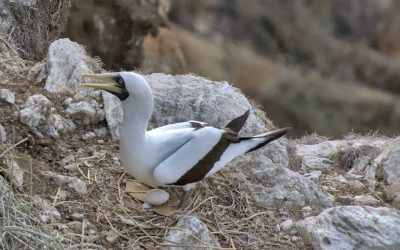 Confirmação da reprodução do alcatraz mascarado na Ilha Brava