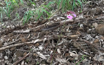 Novos registos de uma rara orquídea são identificados na ilha do Fogo